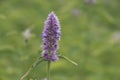 Blue giant hyssop Agastache foeniculum, close-up purple flower spike